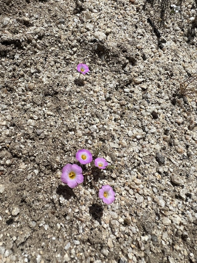 Desertbeauty photo 7