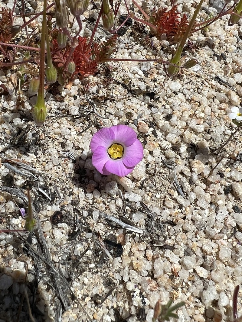 Desertbeauty photo 8