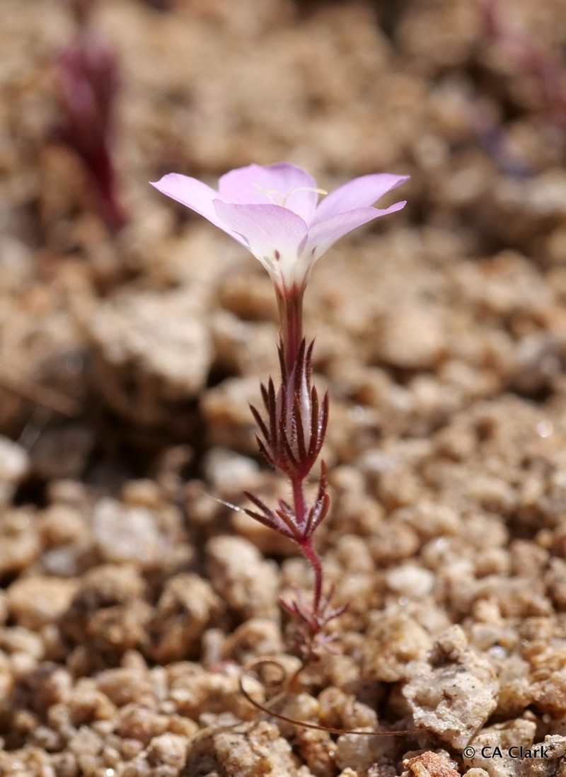 Linanthus bernardinus