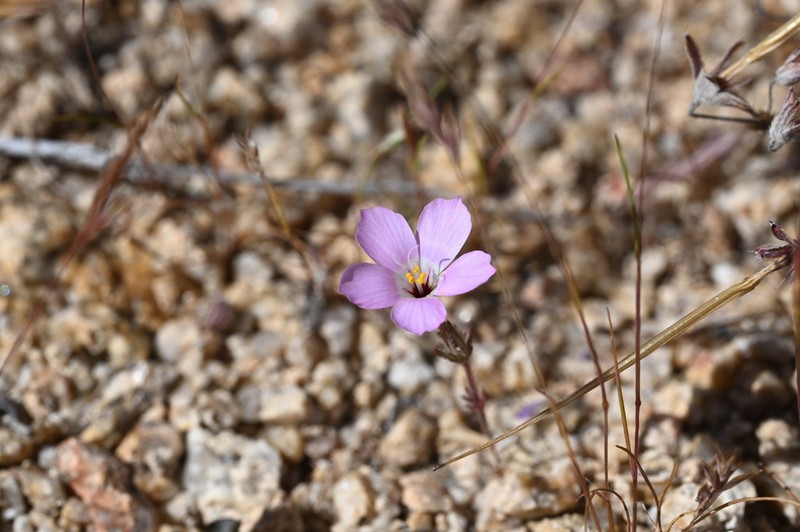Linanthus bernardinus photo 2