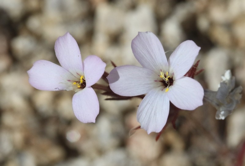 Linanthus bernardinus photo 3