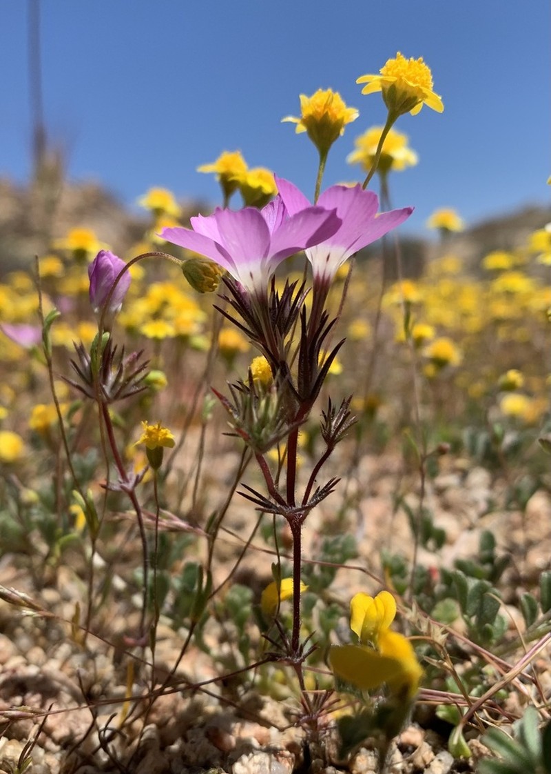 Linanthus bernardinus photo 4