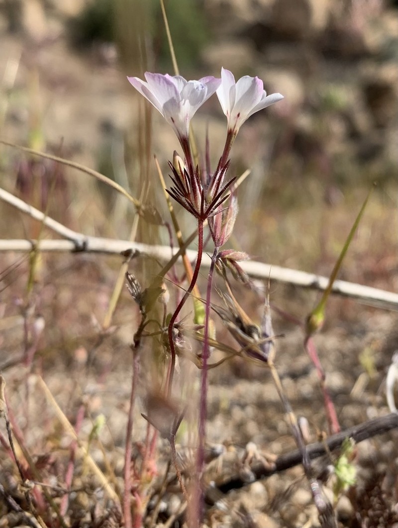 Linanthus bernardinus photo 5