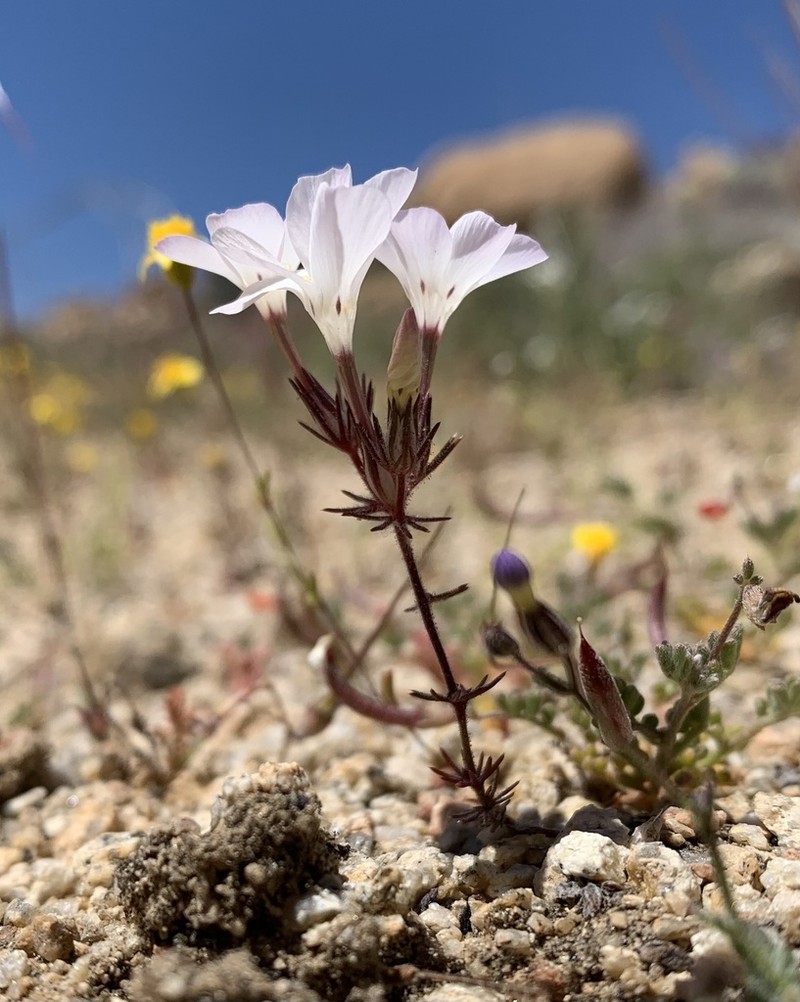 Linanthus bernardinus photo 6