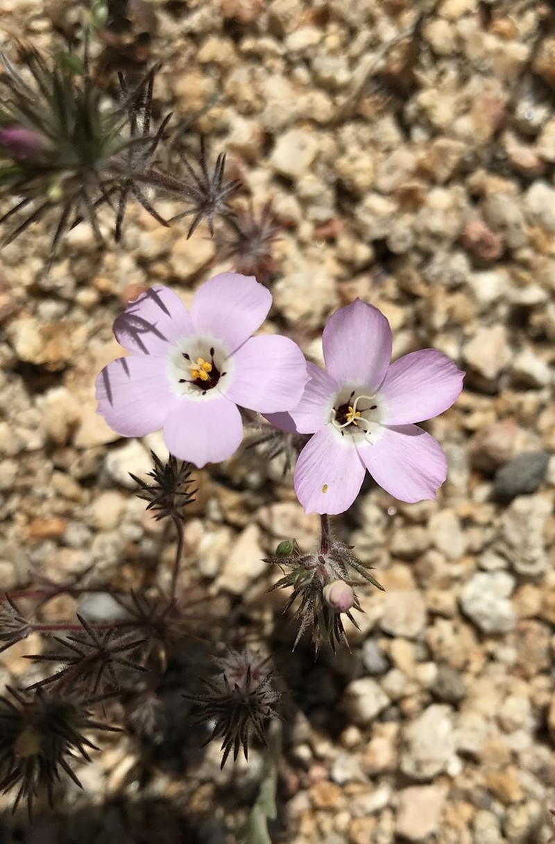 Linanthus bernardinus photo 7