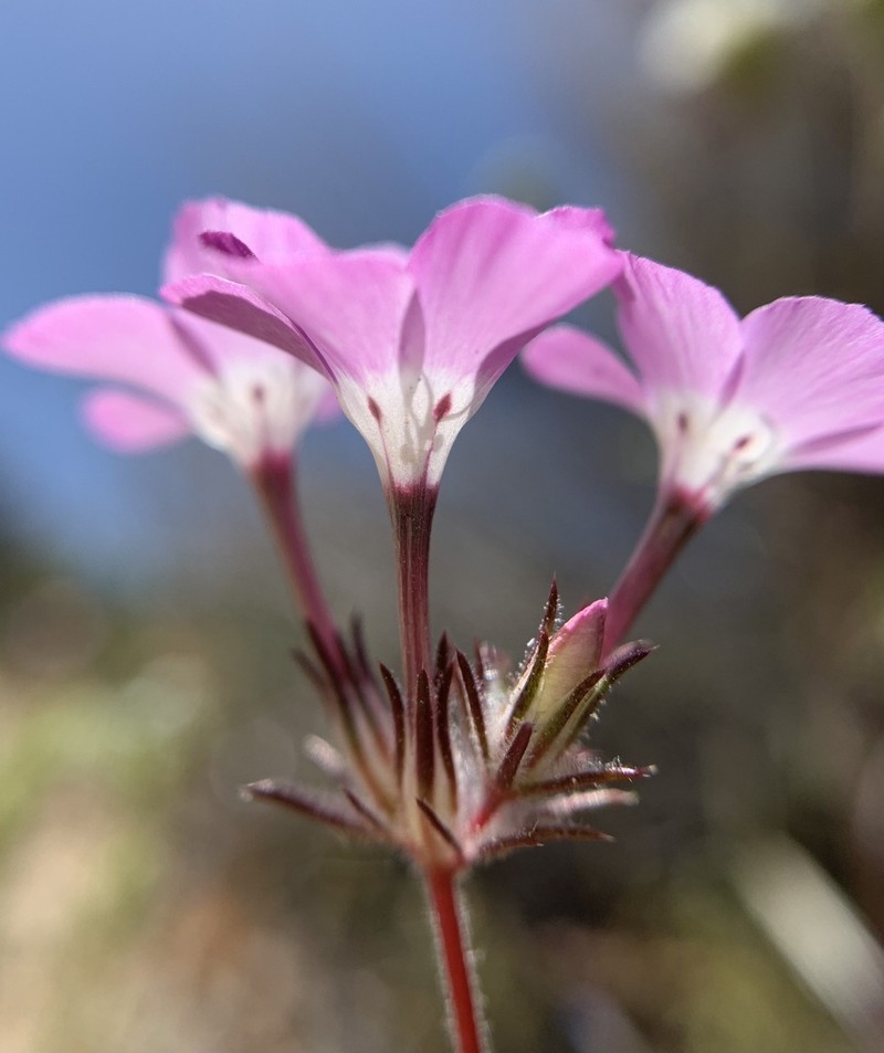 Linanthus bernardinus photo 8
