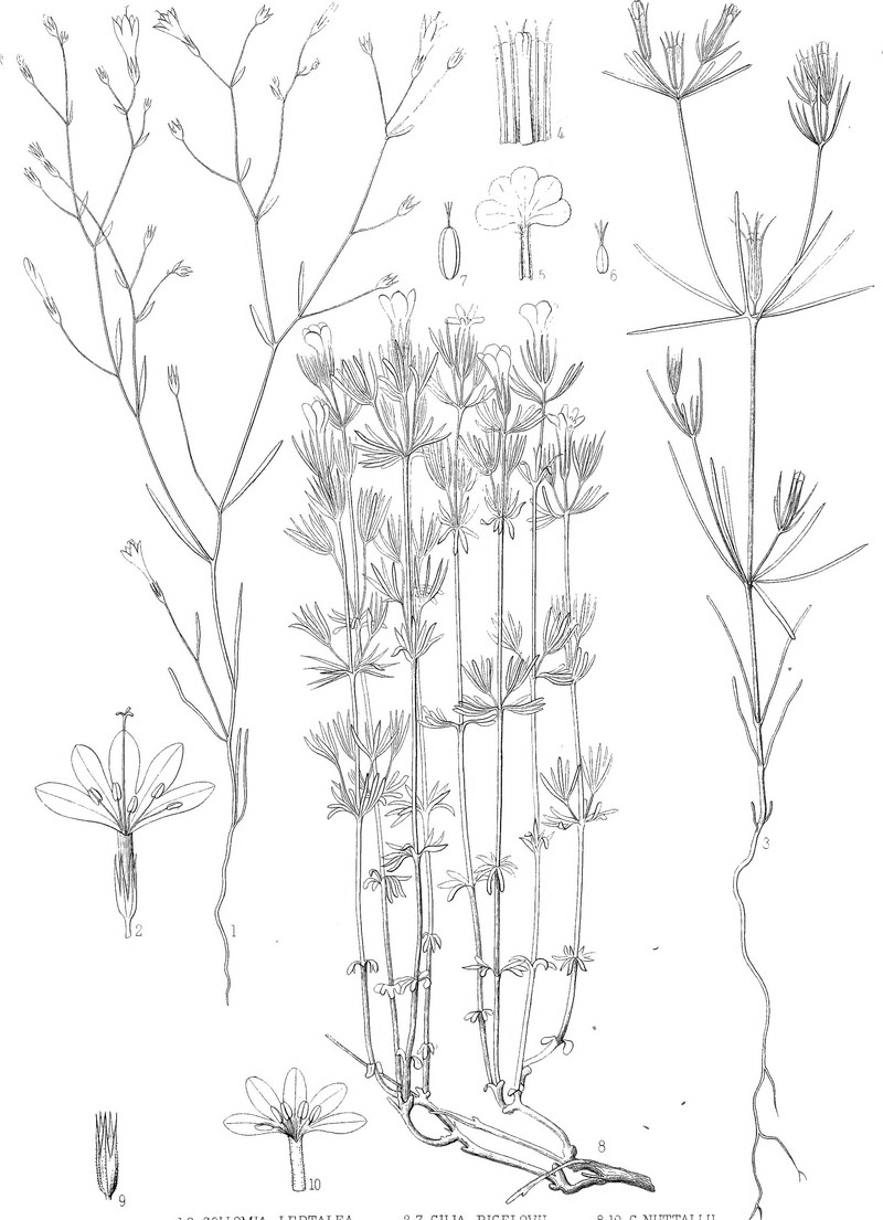 Bigelow's Linanthus photo 2