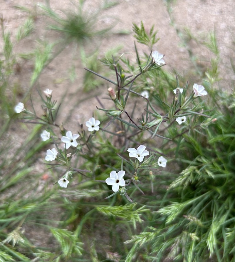 Bigelow's Linanthus