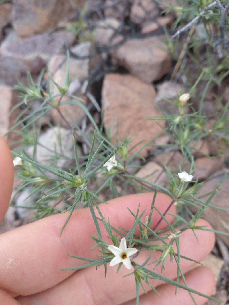Bigelow's Linanthus photo 3