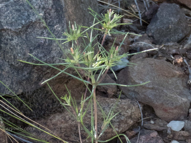 Bigelow's Linanthus photo 4