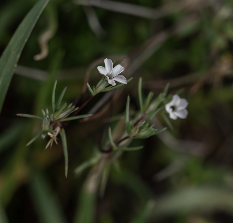 Bigelow's Linanthus photo 5