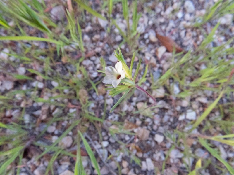 Bigelow's Linanthus photo 6