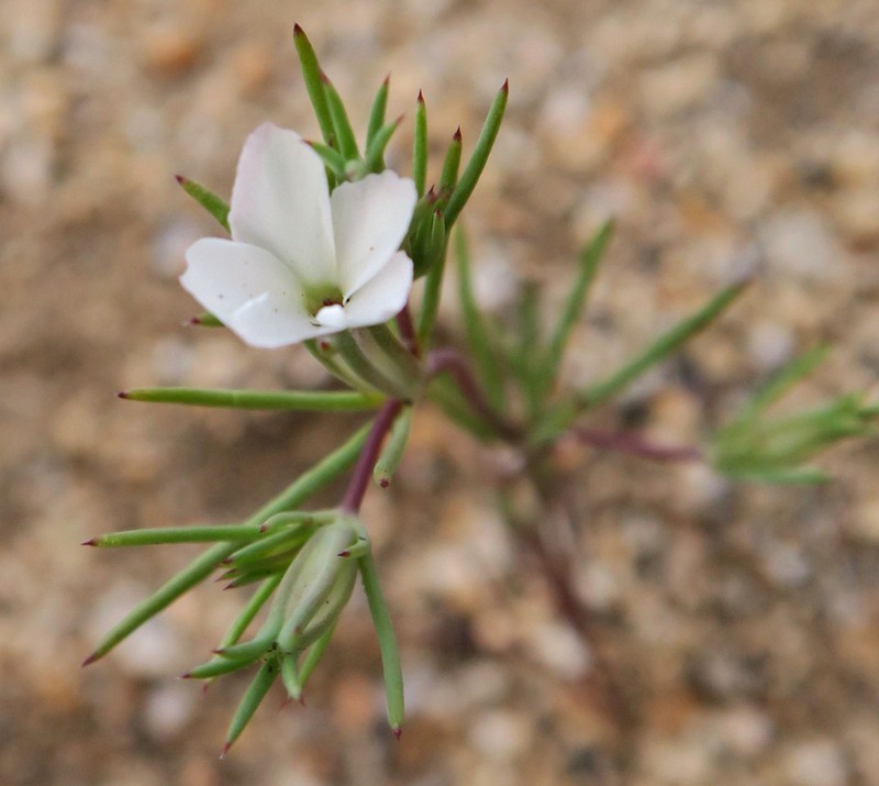 Bigelow's Linanthus photo 8