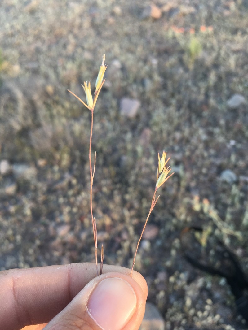 Linanthus bigelovii subsp. bigelovii