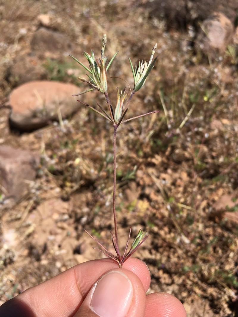 Linanthus bigelovii subsp. bigelovii photo 2