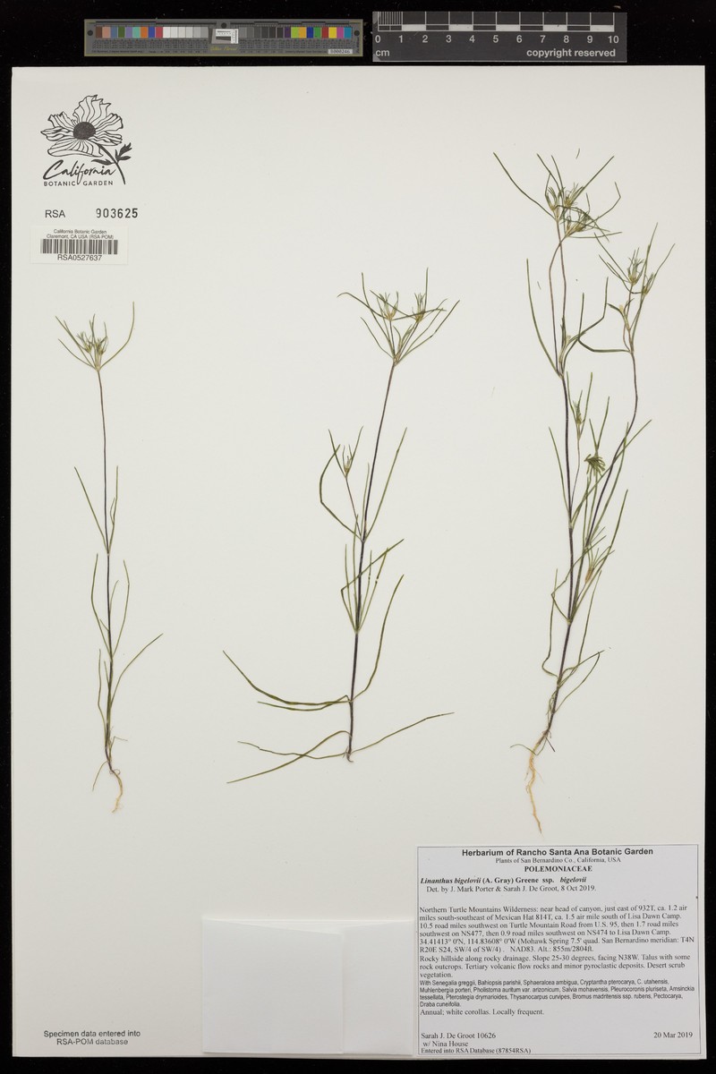 Linanthus bigelovii subsp. bigelovii photo 3