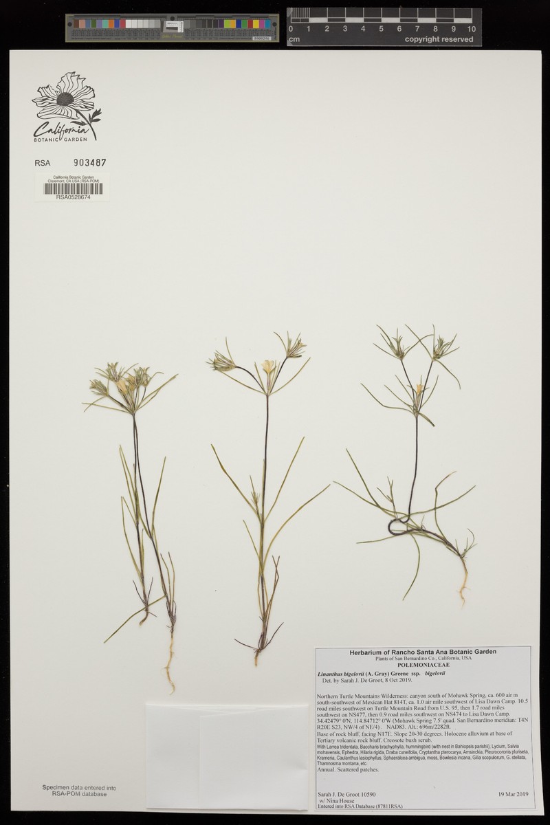 Linanthus bigelovii subsp. bigelovii photo 4