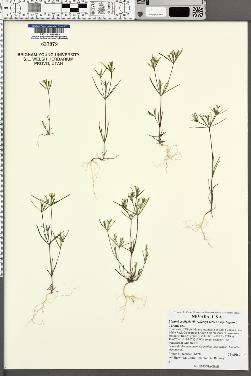 Linanthus bigelovii subsp. bigelovii photo 5