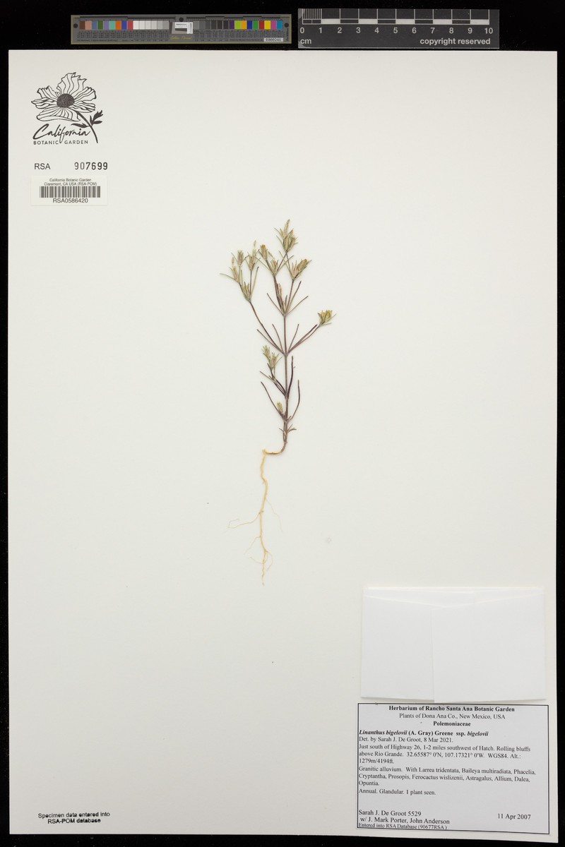 Linanthus bigelovii subsp. bigelovii photo 6