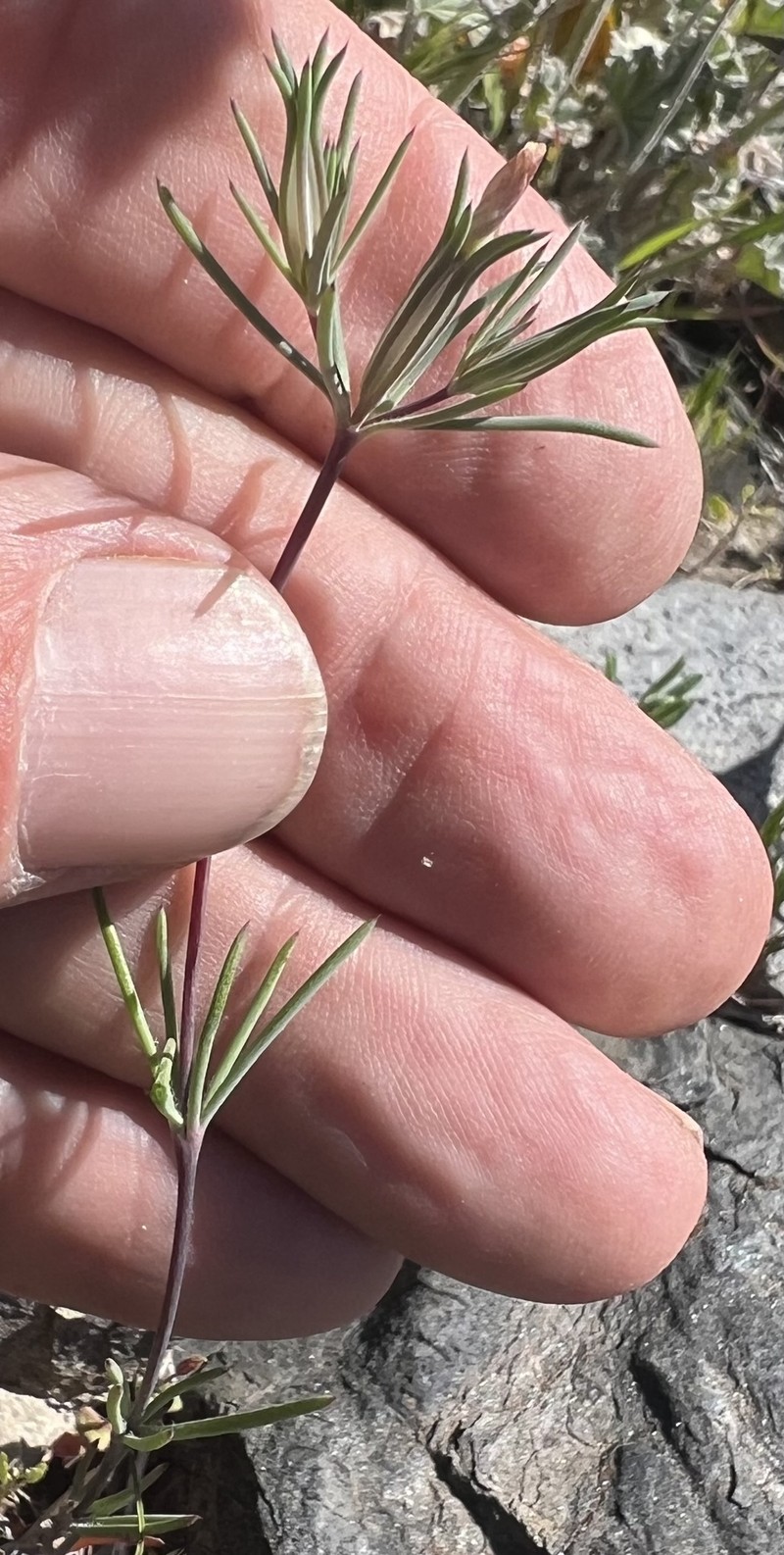 Linanthus bigelovii subsp. johnsonii