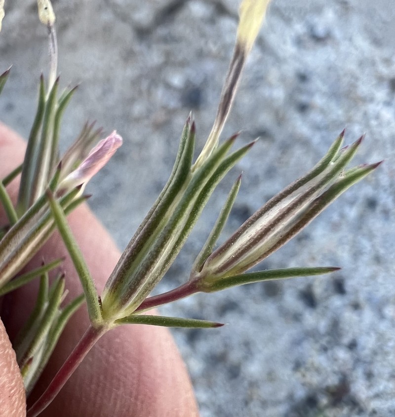 Linanthus bigelovii subsp. johnsonii photo 2