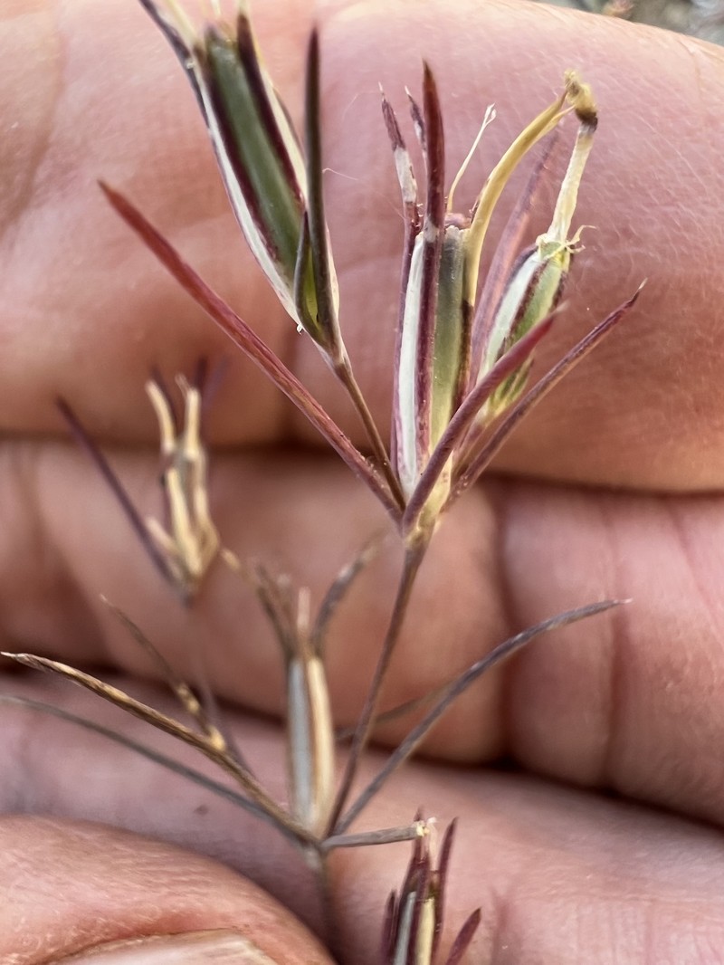 Linanthus bigelovii subsp. johnsonii photo 3
