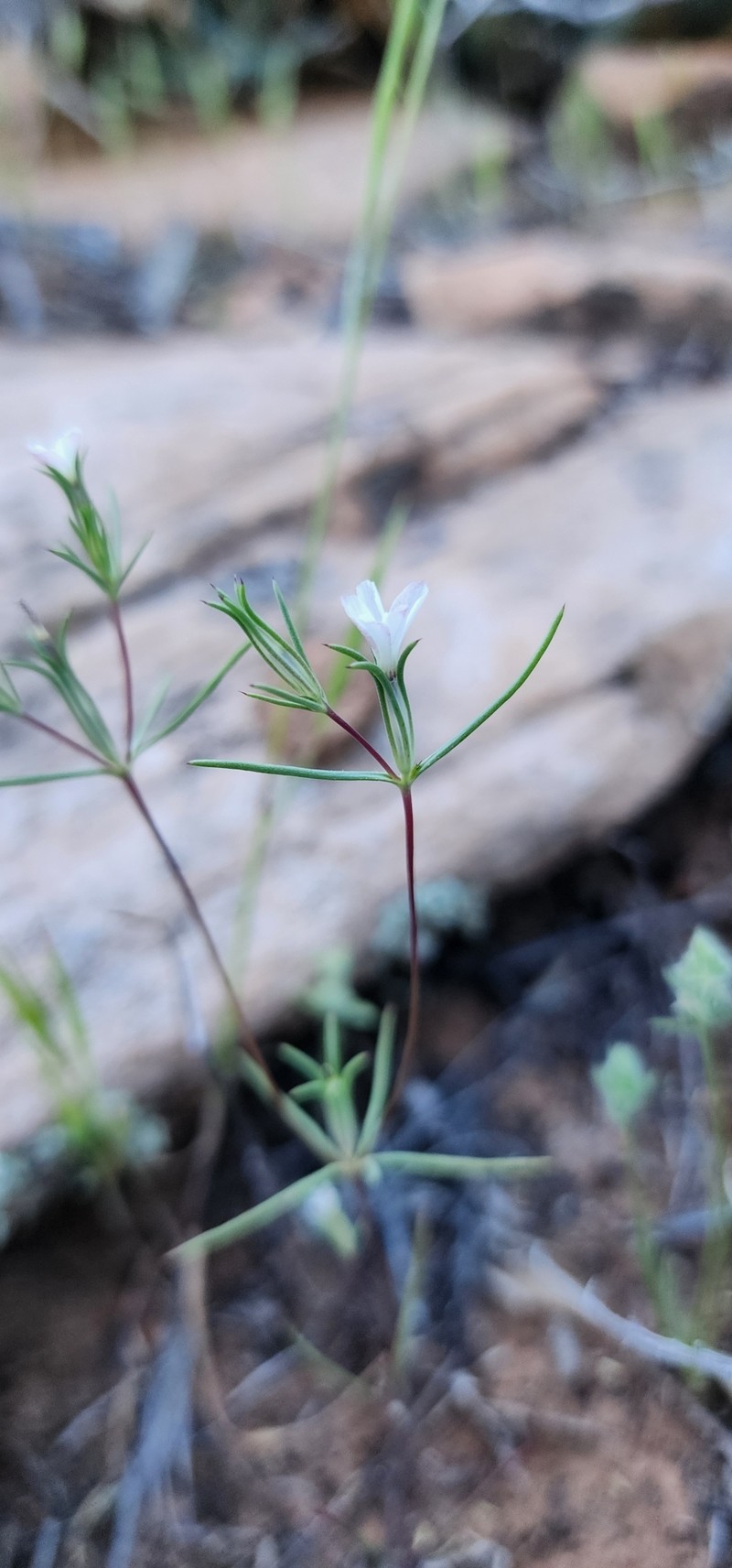 Linanthus bigelovii subsp. johnsonii photo 4