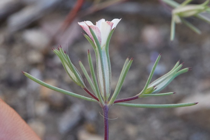 Linanthus bigelovii subsp. johnsonii photo 5