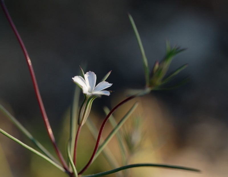 Linanthus bigelovii subsp. johnsonii photo 6