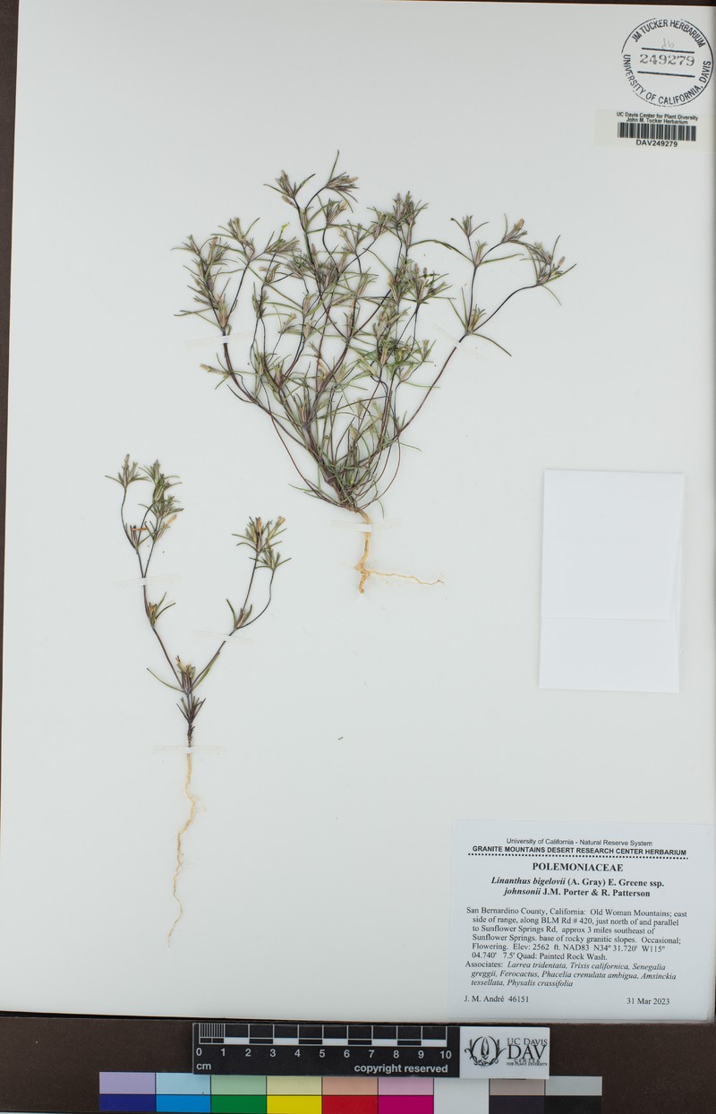 Linanthus bigelovii subsp. johnsonii photo 8