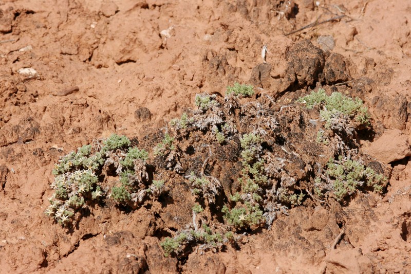 Mat Prickly Phlox photo 2