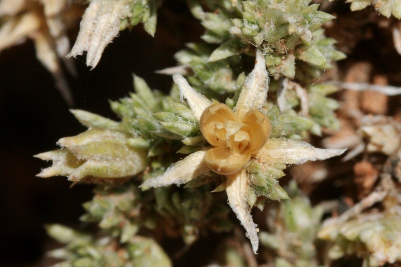 Mat Prickly Phlox photo 3