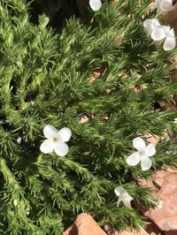 Mat Prickly Phlox