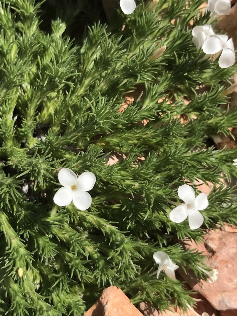 Mat Prickly Phlox
