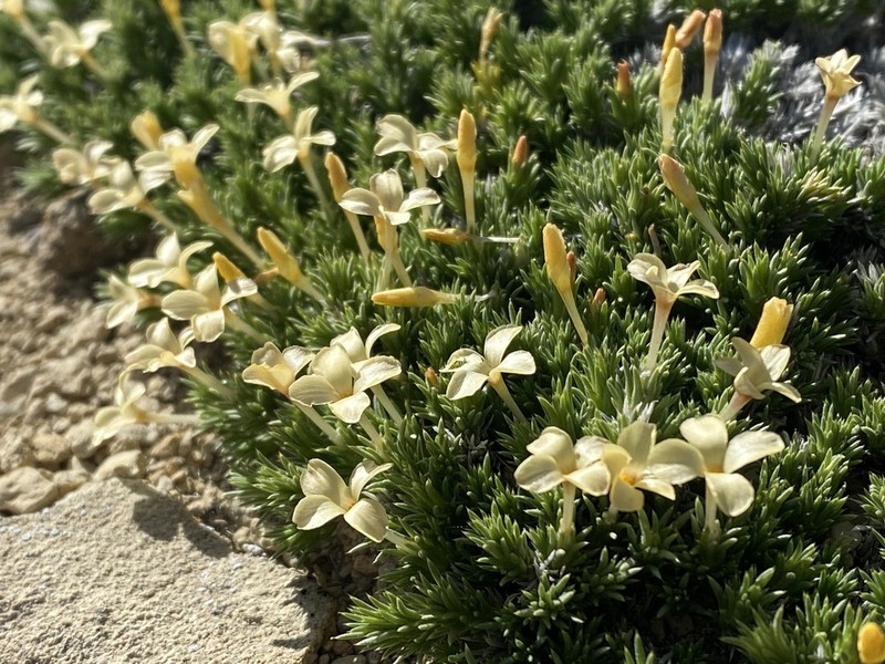 Mat Prickly Phlox photo 2