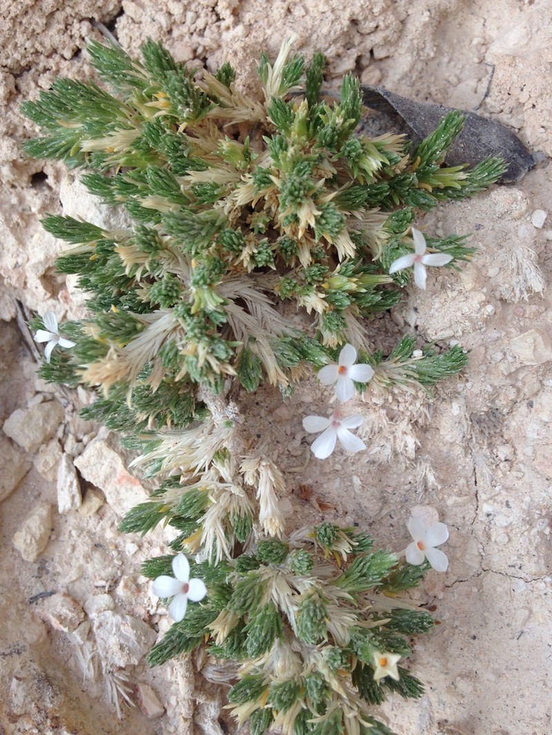 Mat Prickly Phlox photo 3