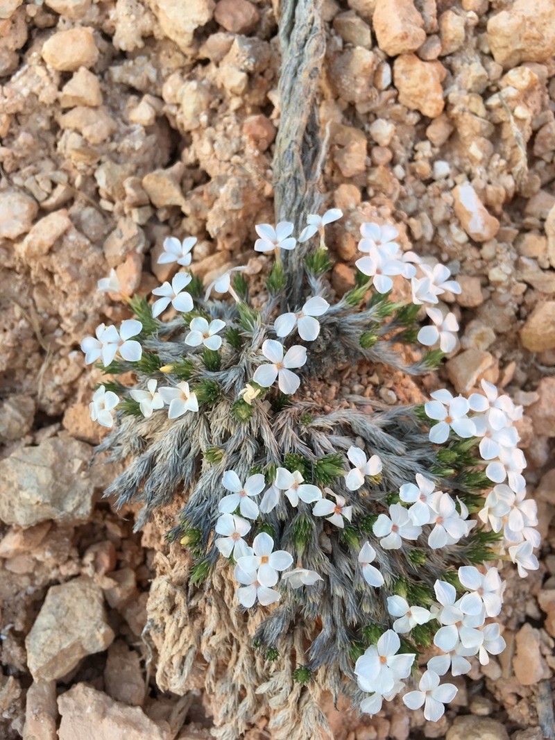 Mat Prickly Phlox photo 4