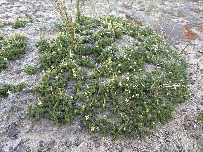 Mat Prickly Phlox photo 5
