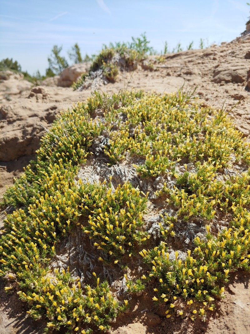 Mat Prickly Phlox photo 6