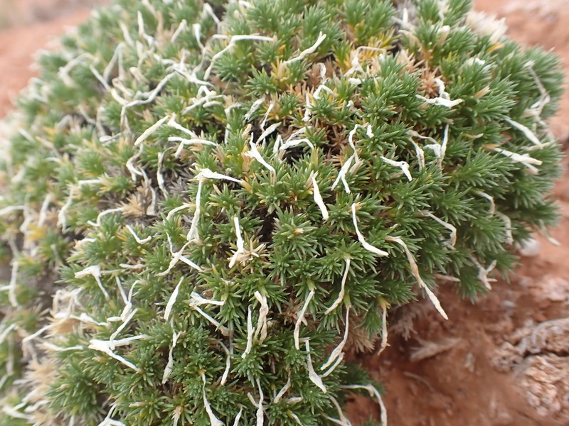 Mat Prickly Phlox photo 8