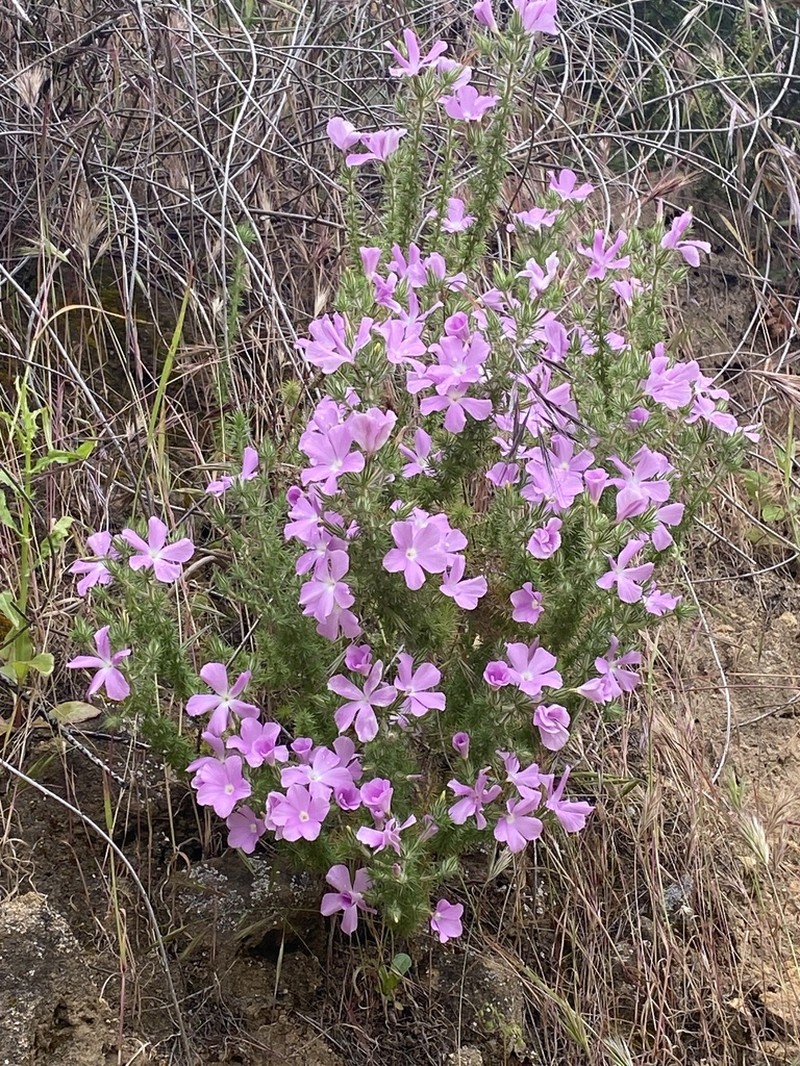 California Prickly Phlox