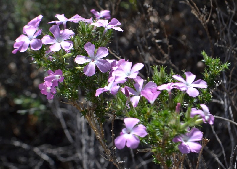 California Prickly Phlox photo 3