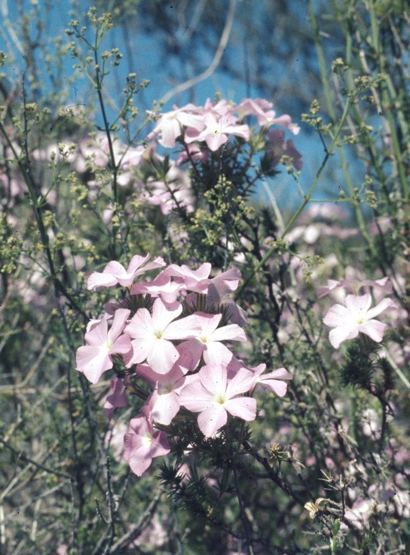 California Prickly Phlox photo 4