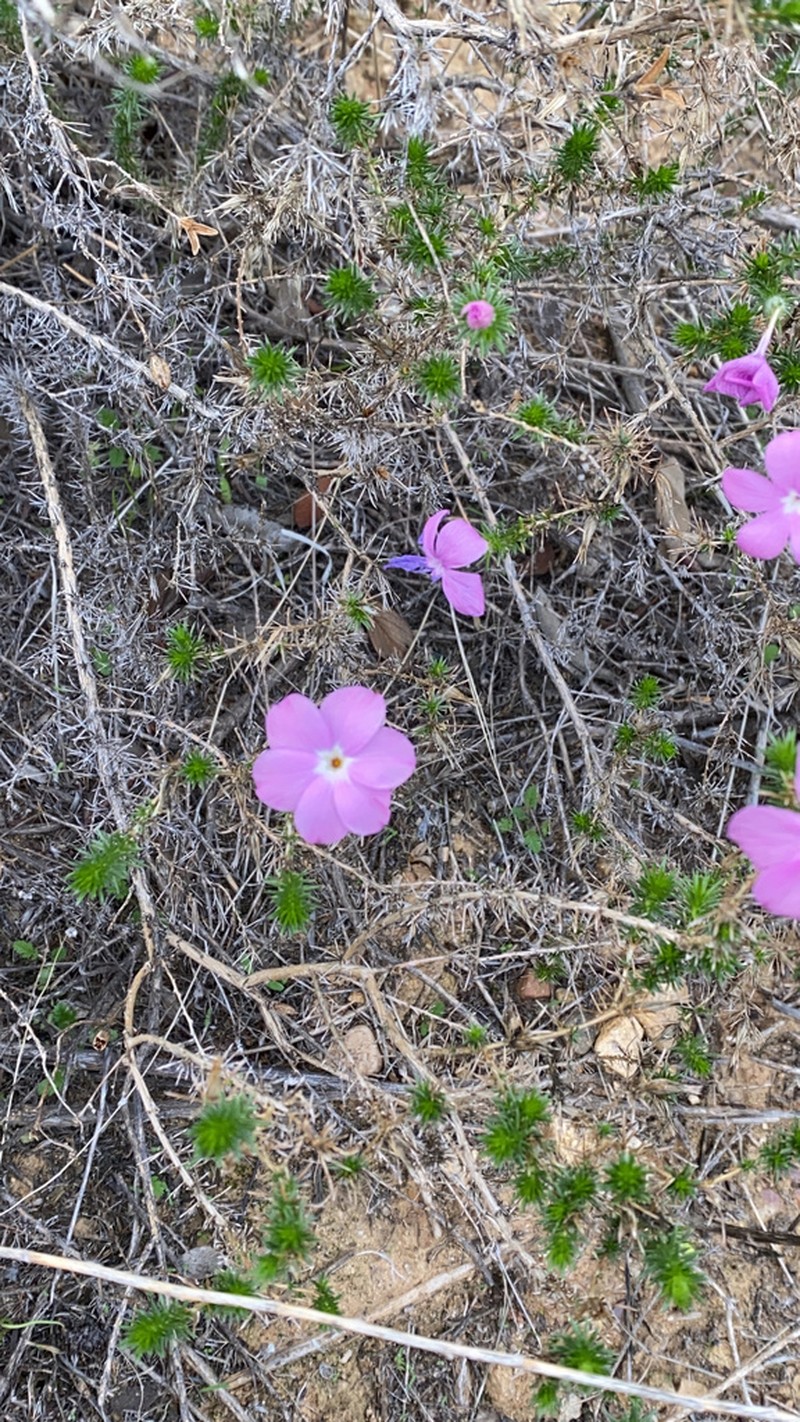 California Prickly Phlox photo 5
