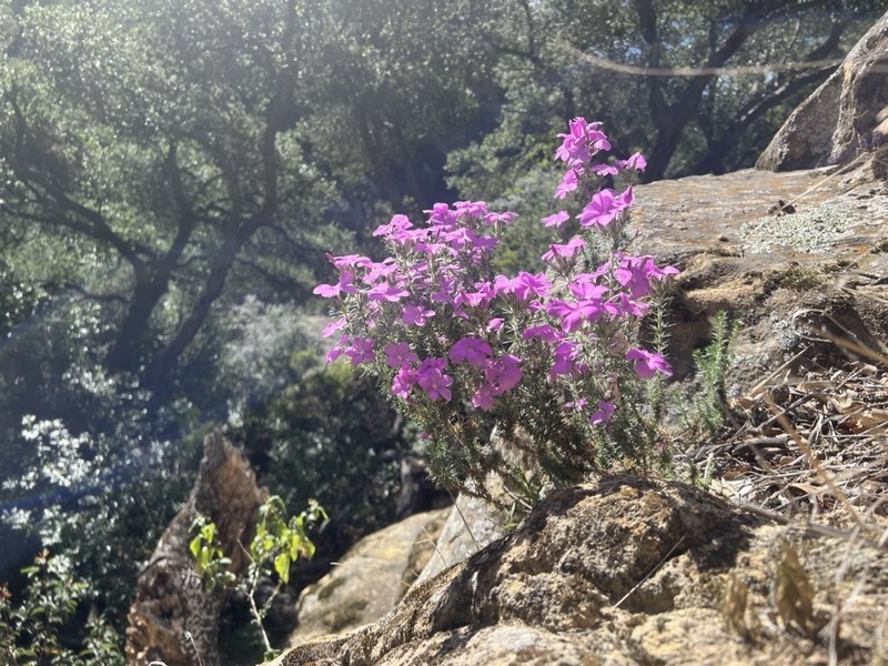 California Prickly Phlox photo 6