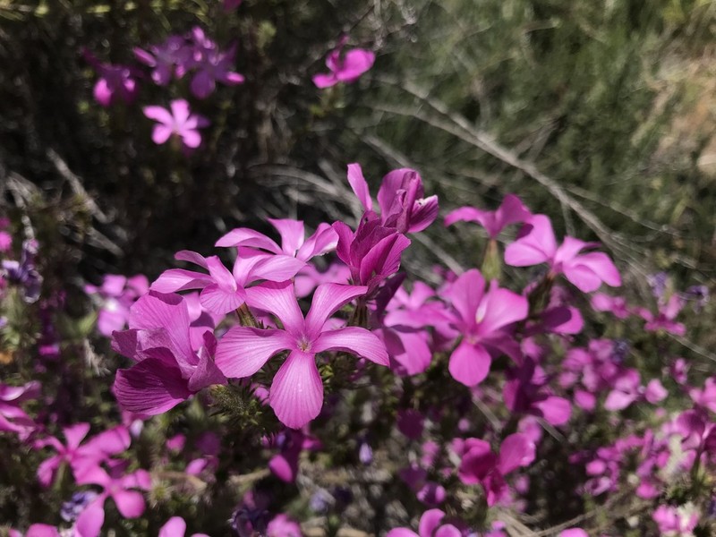 California Prickly Phlox photo 7