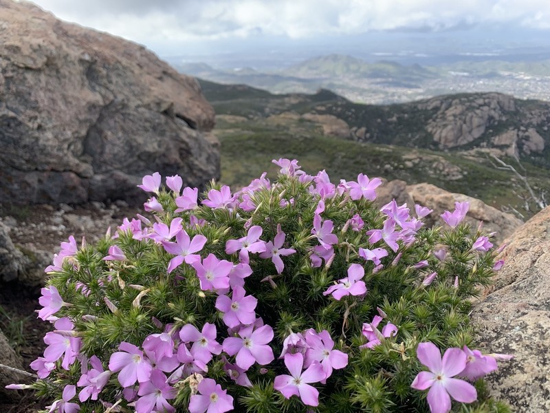 California Prickly Phlox photo 8