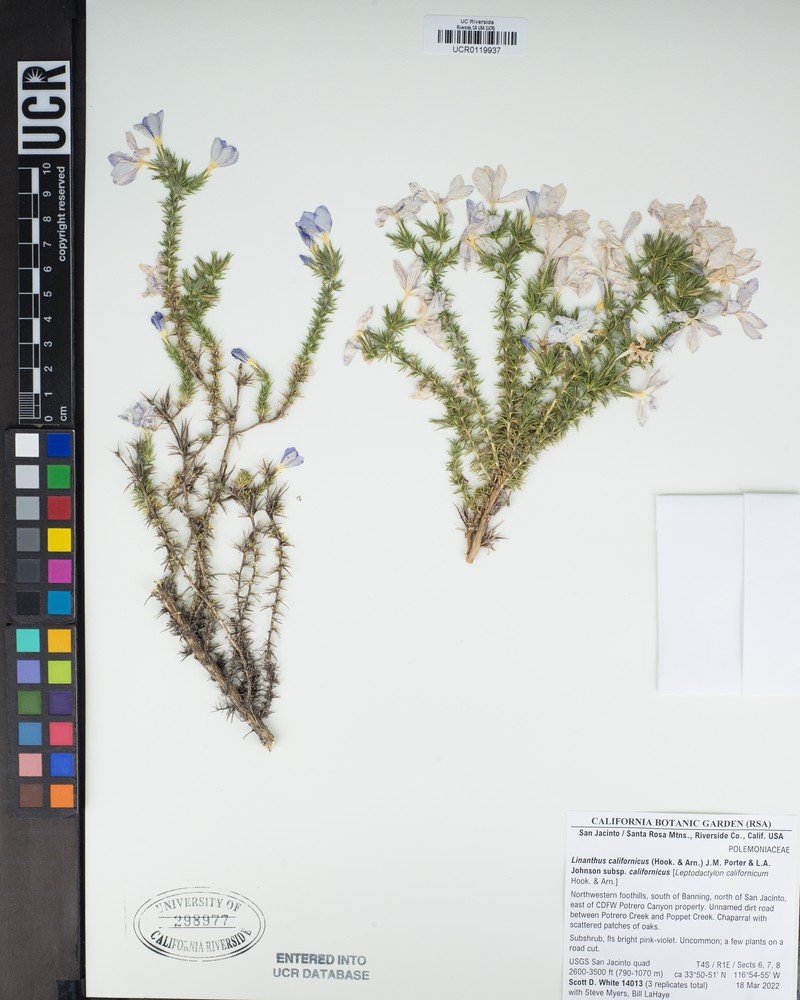 Linanthus californicus subsp. californicus