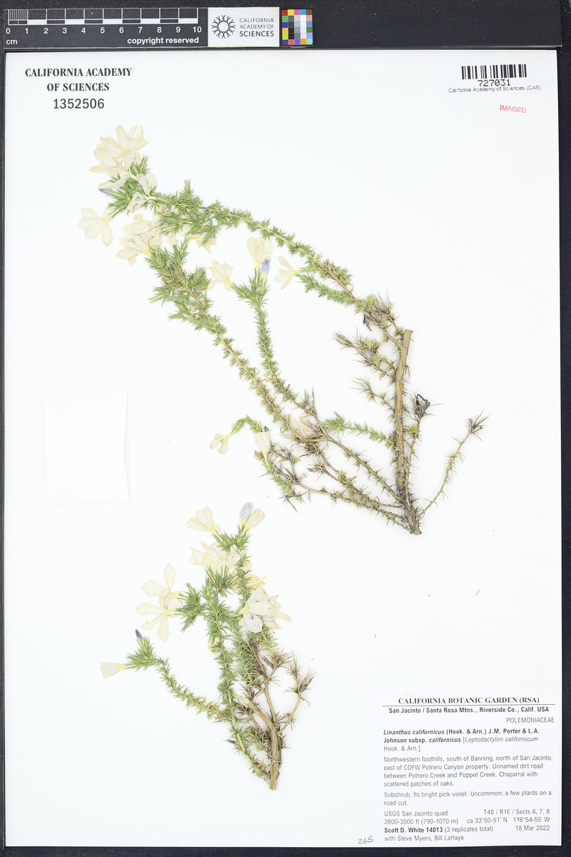 Linanthus californicus subsp. californicus photo 2