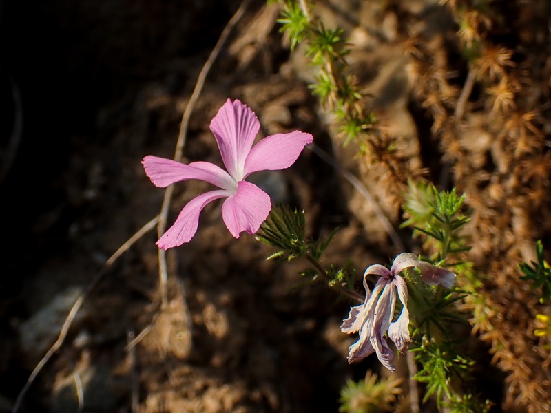 Linanthus californicus subsp. glandulosus